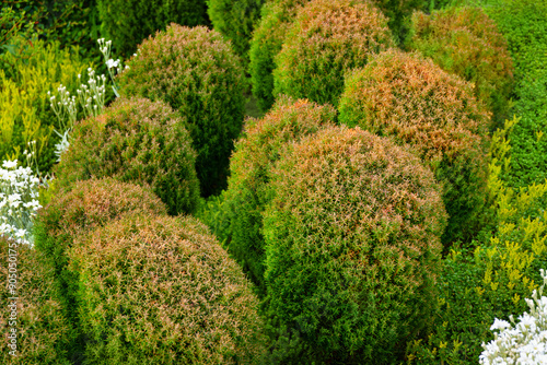 Bicolor  White Cedar (Thuja occidentalis) 'Fire Chief'
