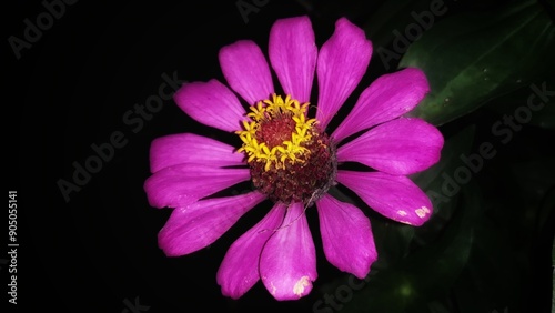 pink zinnia elegans flower blossom on isolated black background