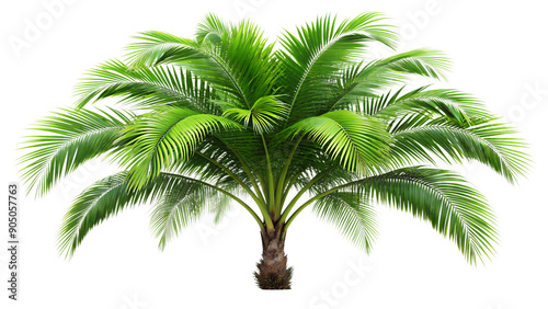 Detailed Palm Tree with Transparent Background – Ideal for Seasonal and Promotional Materials photo