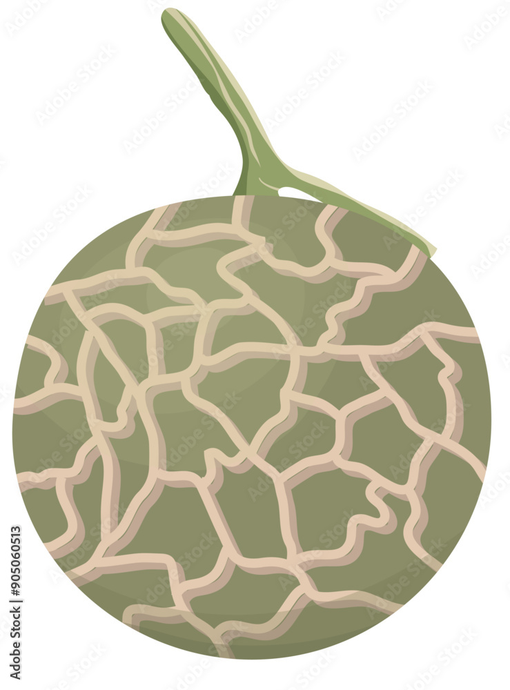 Cantaloupe Melon or Green Melon Fruit Isolated on White Background Cantaloupe Melon or Green Melon Fruit Isolated on White Background