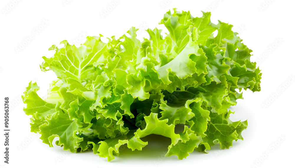 Lettuce leaf isolated on white background close up Lettuce leaf isolated on white background close up