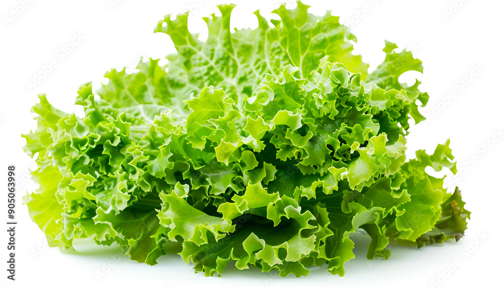 Lettuce leaf isolated on white background close up Lettuce leaf isolated on white background close up