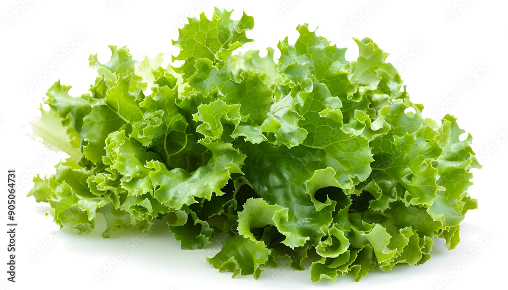 Lettuce leaf isolated on white background close up Lettuce leaf isolated on white background close up