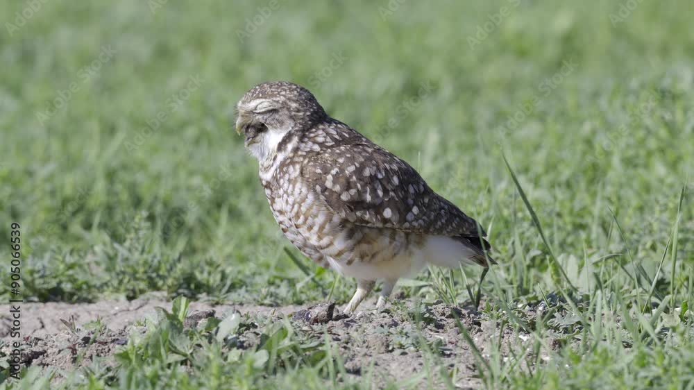 Burrowing owl (Athene cunicularia) or Shoco, swallowing a caught mouse Burrowing owl (Athene cunicularia) or Shoco, swallowing a caught mouse