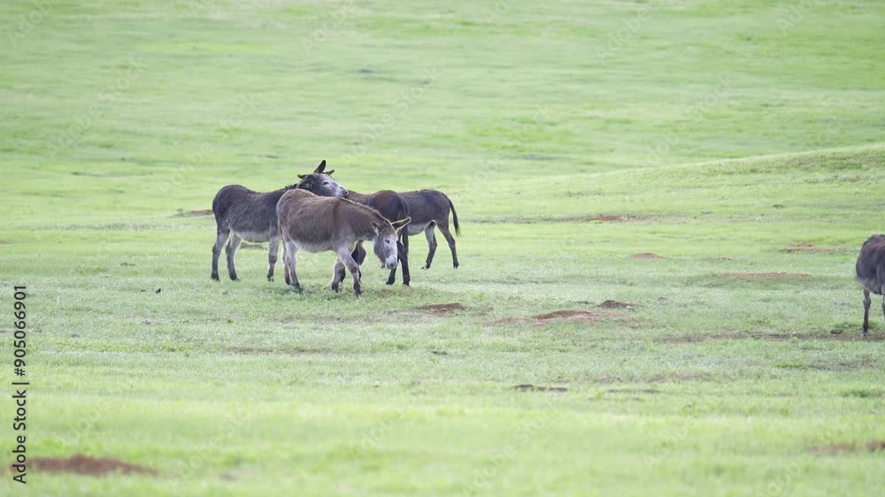 Wild Burro herd grazing at the grasslands of Custer State Park Wild Burro herd grazing at the grasslands of Custer State Park