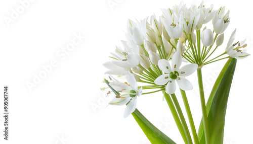 the flower of wild garlic isolated on white background.