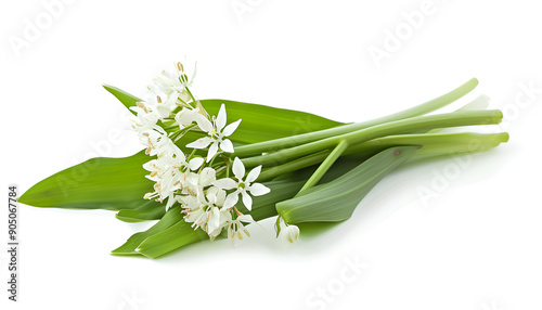 the flower of wild garlic isolated on white background.