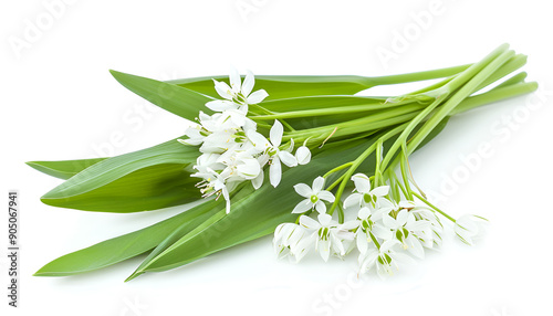 the flower of wild garlic isolated on white background.