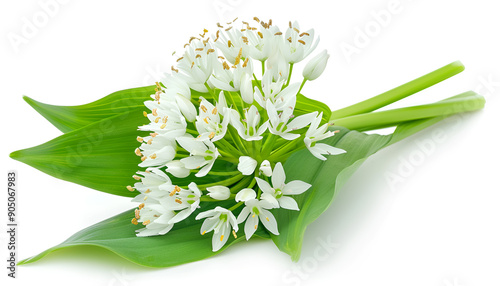 the flower of wild garlic isolated on white background.