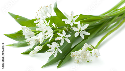 the flower of wild garlic isolated on white background.