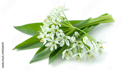 the flower of wild garlic isolated on white background.