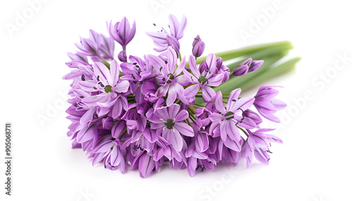 the flower of wild onion isolated on white background