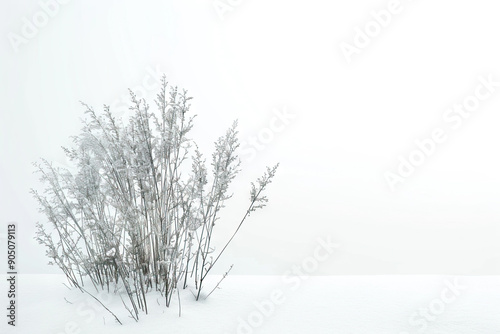 A cluster of frosty winter twigs isolated against a soft white background, creating a minimalist and serene winter scene.