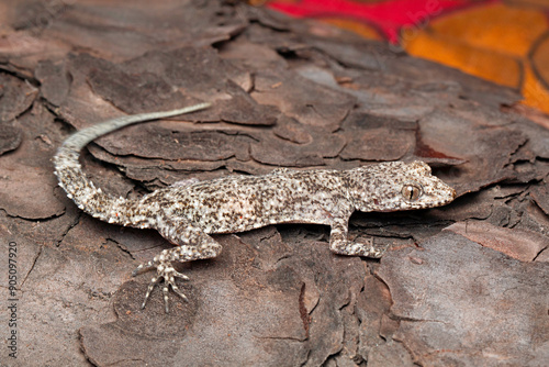 Geckos of the genus Cyrtopodion are nocturnal, with a keeled dorsum and distinctly bent and naked toes. photo