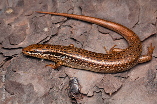 Skinks of the genus Ablepharus are common in forests of the Himalayas. These are found in leaf litter and are active during the day. photo