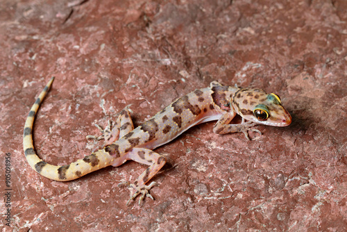 Bent-toed geckos of the genus Cyrtodactylus are nocturnal and usually handsomely marked. photo