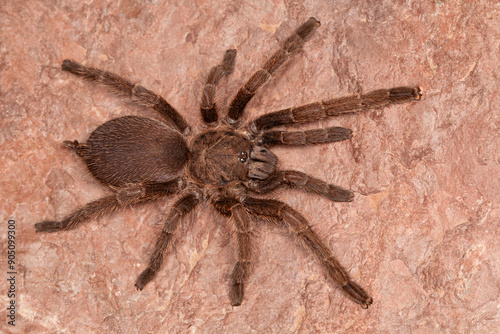 Tarantulas are large hairy spiders that live in burrows. These spiders live long and feed largely on insects and small vertebrates