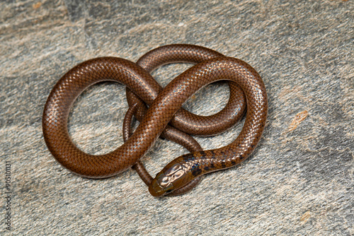 Liopeltis rappi is a species of snake in the family Colubridae. The species is endemic to the Himalayas photo