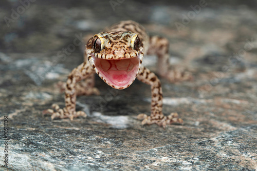Bent-toed geckos of the genus Cyrtodactylus are nocturnal and usually handsomely marked. photo