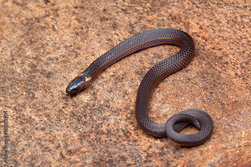 Trachischium guentheri juvenile, commonly known as the rosebelly worm-eating snake or Günther's worm-eating snake, is a species of colubrid snake, which is endemic to Asia.
