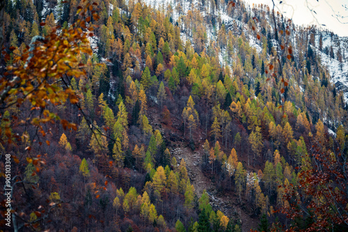 Val Pesarina immersed in autumn atmospheres. Among woods and the ancient Orias stables. photo