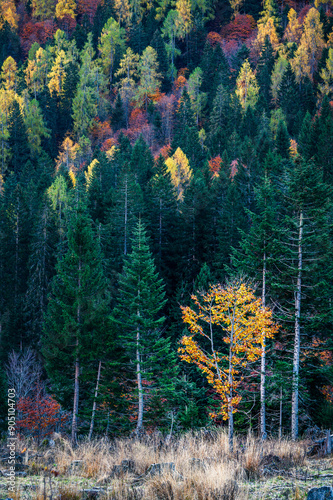 Val Pesarina immersed in autumn atmospheres. Among woods and the ancient Orias stables. photo