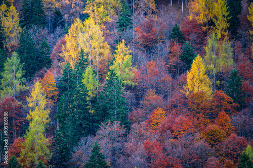 Val Pesarina immersed in autumn atmospheres. Among woods and the ancient Orias stables. photo