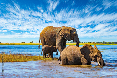Photography Elephants in the Chobe River