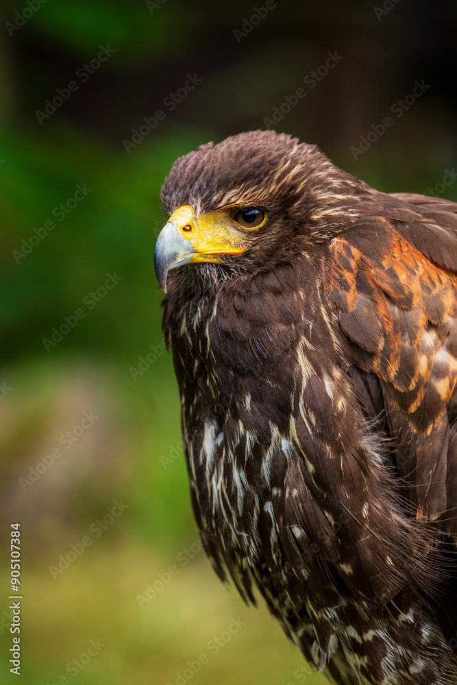 Bird of prey in a wildlife enclosure.
