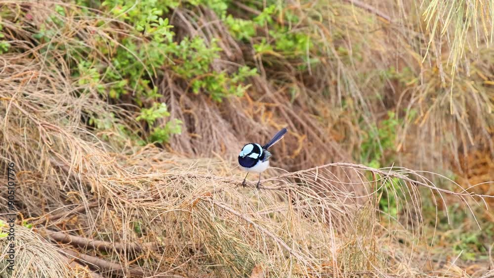 Bird in Natural Habitat