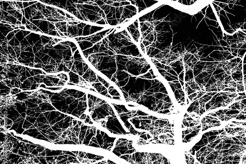Intricate Silhouette of Tree Branches Artistically Designed Against a Dark Background
