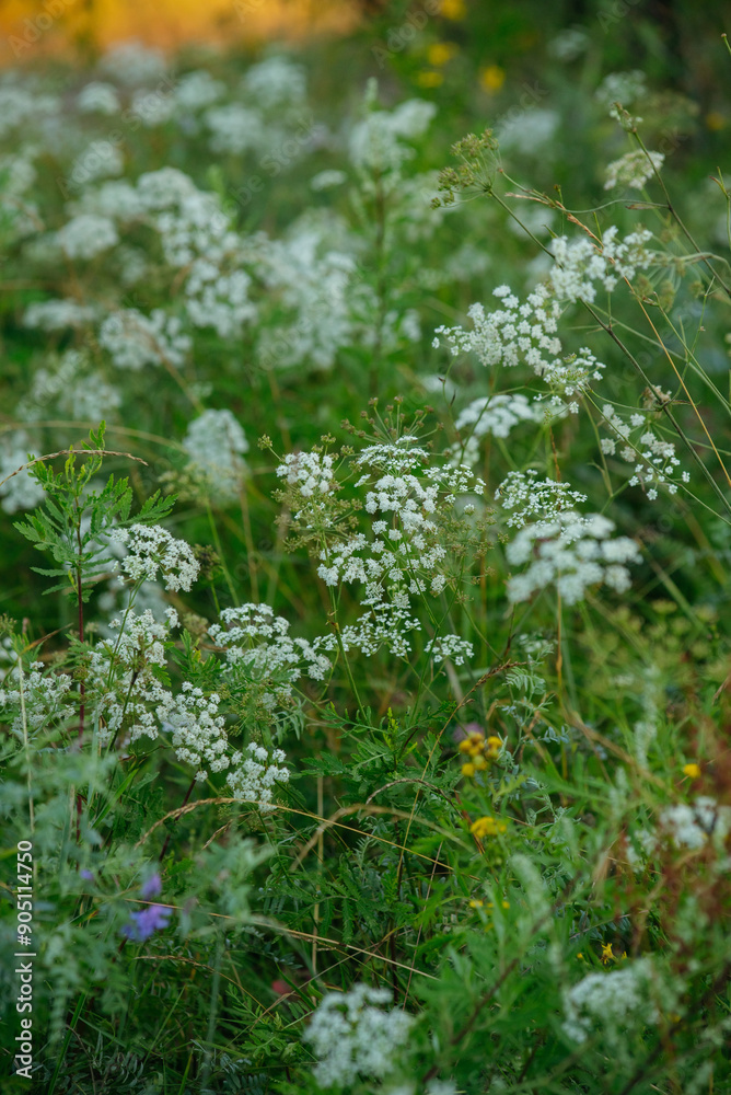 Flowers and herbs in the fields Flowers and herbs in the fields