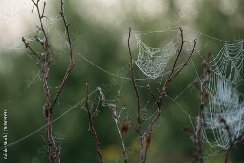 Cobwebs on rosehip branches