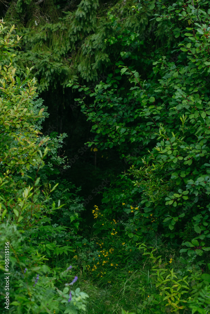 A tunnel of leaves and branches A tunnel of leaves and branches