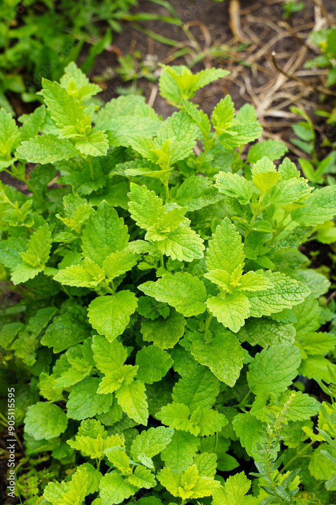 Lemon balm (Melissa officinalis) Lemon balm (Melissa officinalis)