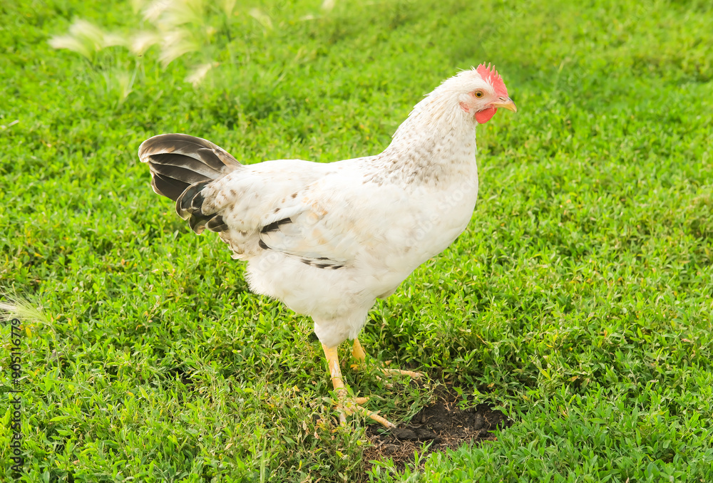 Outdoor portrait of brown hen walking around an agricultural farm. Free-range chickens on summer green meadow. Outdoor portrait of brown hen walking around an agricultural farm. Free-range chickens on summer green meadow.