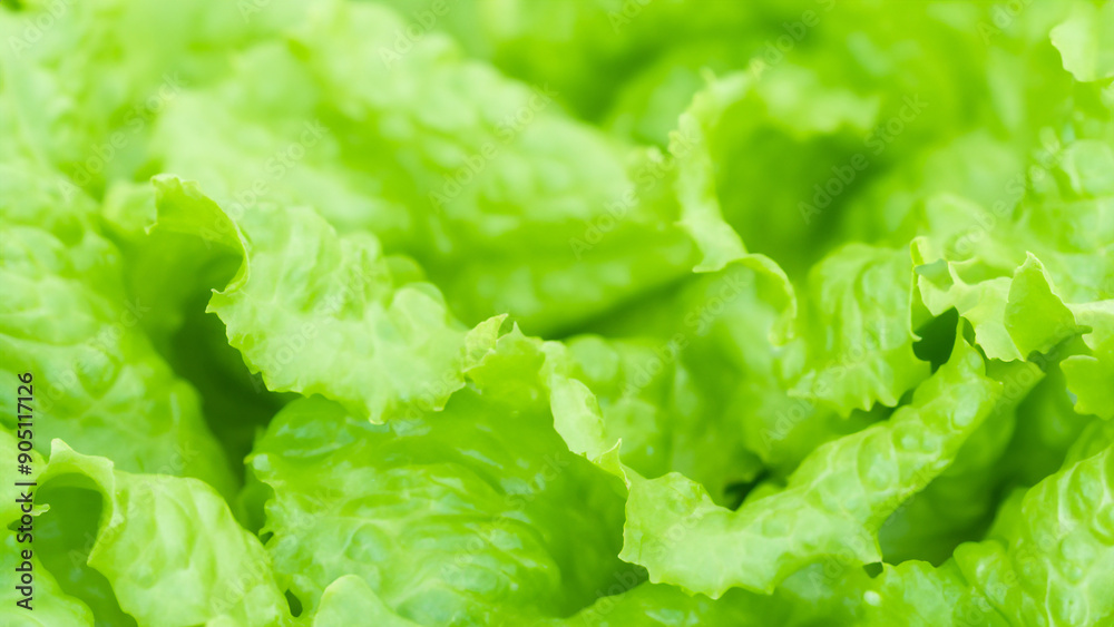 Fresh Green Lettuce Leaves Close-Up with Soft Focus Fresh Green Lettuce Leaves Close-Up with Soft Focus