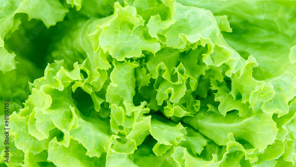 Close-Up of Fresh Green Lettuce Leaves with Soft Focus Close-Up of Fresh Green Lettuce Leaves with Soft Focus