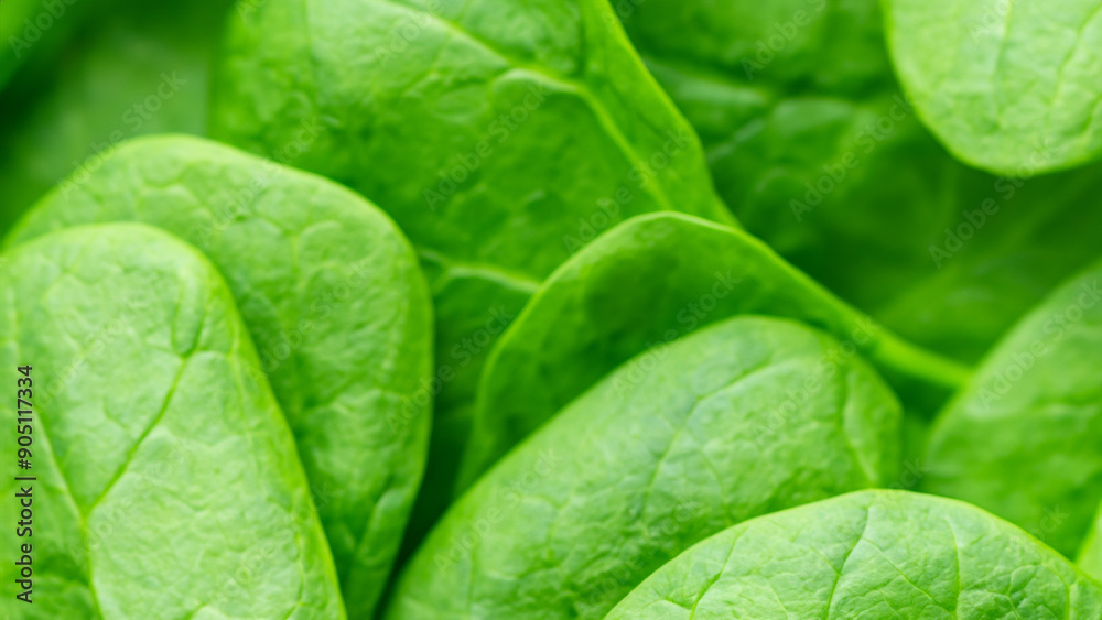 Fresh Spinach Leaves Macro Close-Up with Rich Green Color, Soft Focus Health Background Fresh Spinach Leaves Macro Close-Up with Rich Green Color, Soft Focus Health Background