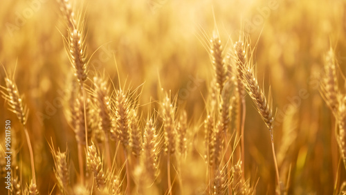 Golden Wheat Field in Morning Light with Sunlit Bokeh, Background for Bakery or Agricultural Concept