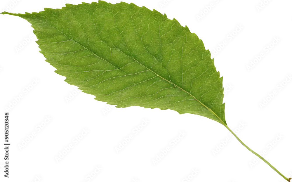 Obraz premium Leaf on transparent background. A vibrant green leaf with prominent veins, sharply detailed against a transparent background. The leaf's texture and edges are clearly visible.