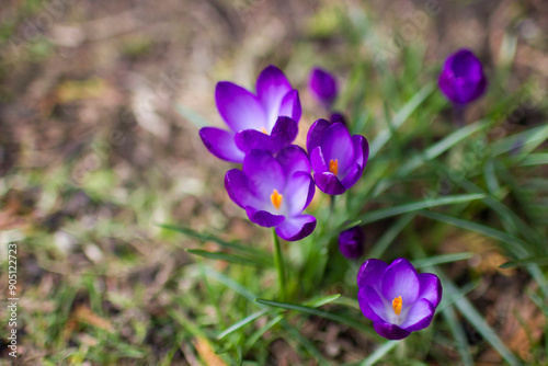 crocus flowers - one of spring flowers