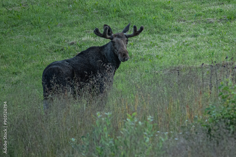 Young moose standing on a field in the early morning in Northern Norway Young moose standing on a field in the early morning in Northern Norway