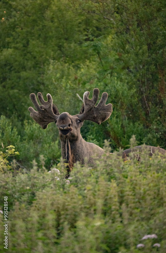Big adult moose grunting in the early morning in Northern Norway