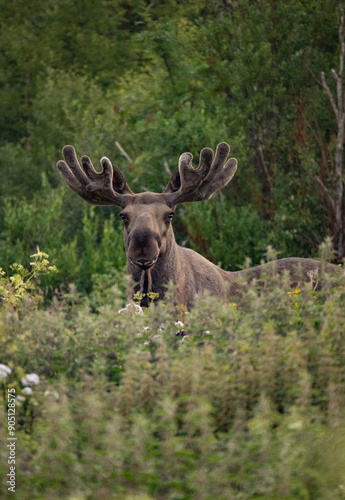 Close up portrait of a wild big adult moose on a field in a ealy summer morning in Northern Norway