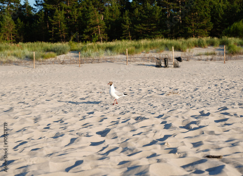 Mewa plaża w Polsce photo