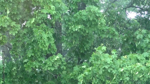 Stormy rain wall. Heavy downpour falls on the foliage of the trees.
