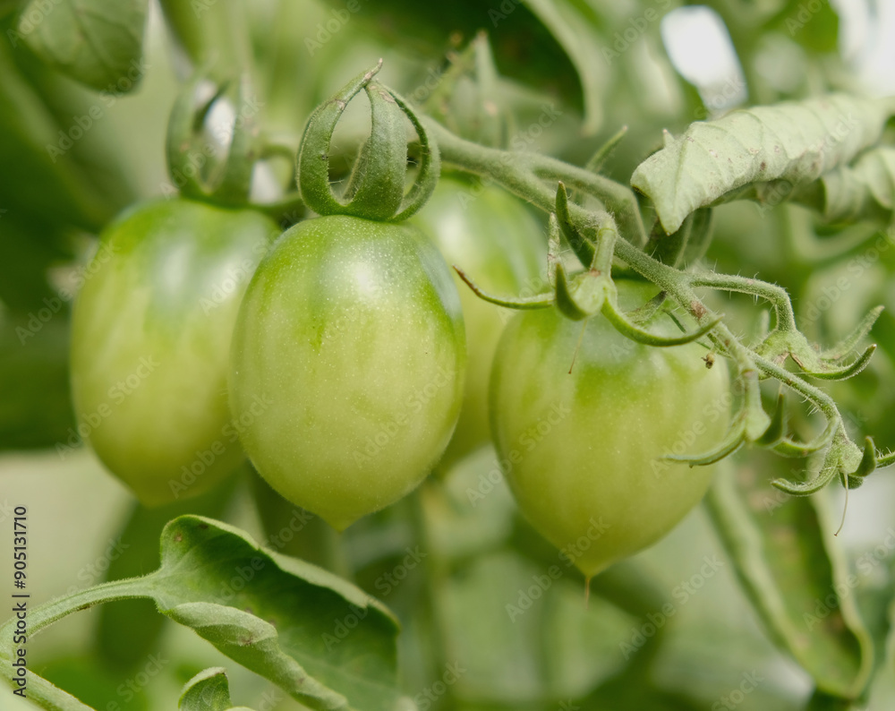 Growing cherry tomatoes. Green unripe fruits on tomato branch in greenhouse. Flowering and fruiting of plant. The concept of agricultural plants, blooming, harvesting, gardening. Growing cherry tomatoes. Green unripe fruits on tomato branch in greenhouse. Flowering and fruiting of plant. The concept of agricultural plants, blooming, harvesting, gardening.