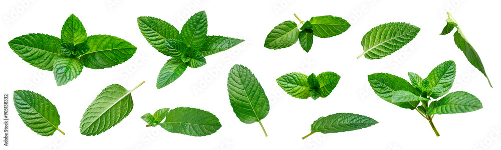 Fresh green leaves of mint, lemon balm, menthol, peppermint isolated on transparent background. With clipping path. Cut out spice leaves for design, advertising, mockup. Spearmint herbs Fresh green leaves of mint, lemon balm, menthol, peppermint isolated on transparent background. With clipping path. Cut out spice leaves for design, advertising, mockup. Spearmint herbs