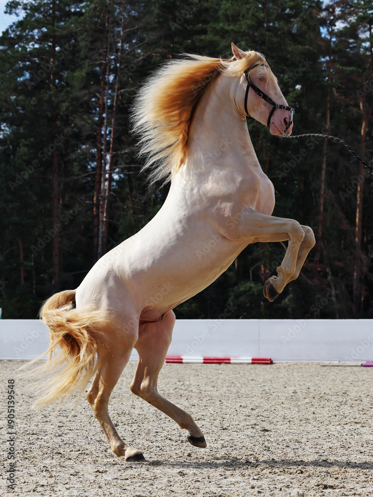 Young beautiful andalusian horse rearing up